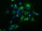 Haptoglobin antibody, TA501697, Origene, Immunofluorescence image 