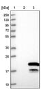 FXYD Domain Containing Ion Transport Regulator 6 antibody, PA5-59521, Invitrogen Antibodies, Western Blot image 