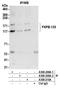 FKBP Prolyl Isomerase 15 antibody, A300-209A, Bethyl Labs, Immunoprecipitation image 