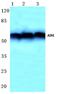 Autoimmune Regulator antibody, AP06638PU-N, Origene, Western Blot image 