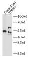 CREB Regulated Transcription Coactivator 1 antibody, FNab08875, FineTest, Immunoprecipitation image 