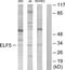 ETS-related transcription factor Elf-5 antibody, TA313809, Origene, Western Blot image 