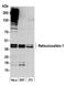 Reticulocalbin 1 antibody, A300-407A, Bethyl Labs, Western Blot image 