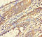 Abhydrolase Domain Containing 18 antibody, A64610-100, Epigentek, Immunohistochemistry paraffin image 