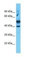 Receptor Associated Protein Of The Synapse antibody, orb325052, Biorbyt, Western Blot image 