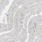 PDZ Domain Containing 4 antibody, HPA003878, Atlas Antibodies, Immunohistochemistry frozen image 