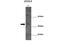 Ubiquitin C-terminal hydrolase UCH37 antibody, A04276, Boster Biological Technology, Western Blot image 