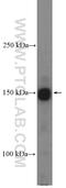 Intersectin 1 antibody, 21862-1-AP, Proteintech Group, Western Blot image 