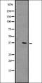 Olfactory Receptor Family 51 Subfamily L Member 1 antibody, orb335638, Biorbyt, Western Blot image 