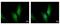 Ubiquitin Conjugating Enzyme E2 N antibody, PA5-29687, Invitrogen Antibodies, Immunofluorescence image 