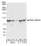 Catenin Beta 1 antibody, A302-011A, Bethyl Labs, Western Blot image 