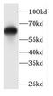 Centrosomal Protein 63 antibody, FNab01606, FineTest, Western Blot image 