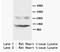 PLN antibody, AP23398PU-N, Origene, Western Blot image 