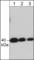 CRK Proto-Oncogene, Adaptor Protein antibody, CM3321, ECM Biosciences, Western Blot image 