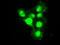 Si antibody, LS-C114508, Lifespan Biosciences, Immunofluorescence image 