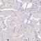 CD11b antibody, AMAb90911, Atlas Antibodies, Immunohistochemistry frozen image 