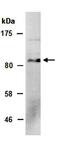 Neuronal PAS domain-containing protein 2 antibody, orb67299, Biorbyt, Western Blot image 