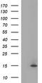 Microseminoprotein Beta antibody, TA803511, Origene, Western Blot image 