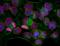 Lamin-C antibody, LS-C204297, Lifespan Biosciences, Immunocytochemistry image 