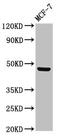Ceramide Synthase 5 antibody, orb401720, Biorbyt, Western Blot image 