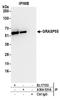 Golgi Reassembly Stacking Protein 2 antibody, A304-531A, Bethyl Labs, Immunoprecipitation image 