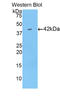 B-CK antibody, LS-C293543, Lifespan Biosciences, Western Blot image 