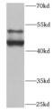 SMAD Family Member 9 antibody, FNab08000, FineTest, Western Blot image 