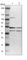 Pre-mRNA-splicing factor ISY1 homolog antibody, HPA006312, Atlas Antibodies, Western Blot image 