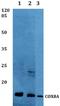 Cytochrome C Oxidase Subunit 8A antibody, A12782, Boster Biological Technology, Western Blot image 