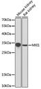 MAX Interactor 1, Dimerization Protein antibody, 22-387, ProSci, Western Blot image 