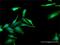 F-Box Protein 42 antibody, H00054455-D01P, Novus Biologicals, Immunofluorescence image 
