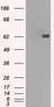 Guanylate Binding Protein 2 antibody, LS-C114755, Lifespan Biosciences, Western Blot image 