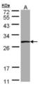 Phosphoserine Phosphatase antibody, orb314390, Biorbyt, Western Blot image 