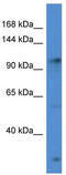Gamma-Aminobutyric Acid Type B Receptor Subunit 2 antibody, TA343112, Origene, Western Blot image 