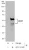 SS18L1 Subunit Of BAF Chromatin Remodeling Complex antibody, GTX115785, GeneTex, Immunoprecipitation image 