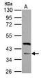 F-Box Protein 8 antibody, GTX115811, GeneTex, Western Blot image 