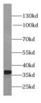 Ldh2 antibody, FNab04739, FineTest, Western Blot image 
