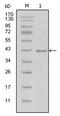 Laminin subunit beta-1 antibody, AM06291SU-N, Origene, Western Blot image 
