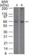 Sentrin-specific protease 2 antibody, PA1-41260, Invitrogen Antibodies, Western Blot image 
