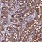 Nuclear nucleic acid-binding protein C1D antibody, HPA037588, Atlas Antibodies, Immunohistochemistry frozen image 