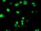 ERCC Excision Repair 4, Endonuclease Catalytic Subunit antibody, NBP2-01020, Novus Biologicals, Immunofluorescence image 