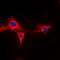 Cytochrome P450 2A13 antibody, GTX56282, GeneTex, Immunofluorescence image 