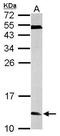 ERH MRNA Splicing And Mitosis Factor antibody, PA5-21388, Invitrogen Antibodies, Western Blot image 