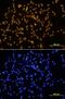 SRY-Box 17 antibody, MAB1924, R&D Systems, Immunofluorescence image 