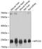 Mitochondrially Encoded Cytochrome C Oxidase II antibody, 14-041, ProSci, Western Blot image 