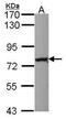 Nuclear Respiratory Factor 1 antibody, PA5-34837, Invitrogen Antibodies, Western Blot image 