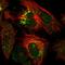 Chromosome 5 Open Reading Frame 30 antibody, HPA043434, Atlas Antibodies, Immunofluorescence image 