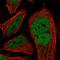 Retinoblastoma-like protein 1 antibody, HPA054962, Atlas Antibodies, Immunofluorescence image 