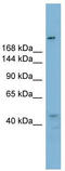 RB Binding Protein 6, Ubiquitin Ligase antibody, TA329804, Origene, Western Blot image 