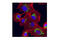 Rea antibody, 14085S, Cell Signaling Technology, Immunocytochemistry image 